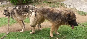 Caucasian Shepherd Available for Stud Services
