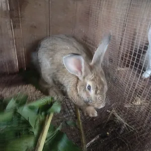 We Sell Rabbits of All Kinds Meat,bunnies,and Mature Ones