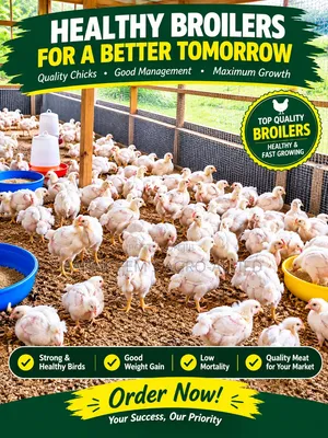 Broiler for Sales