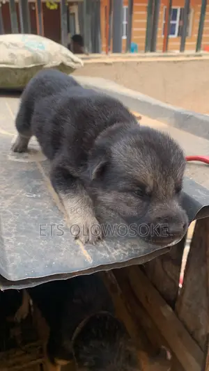 0-1 month Male Purebred German Shepherd