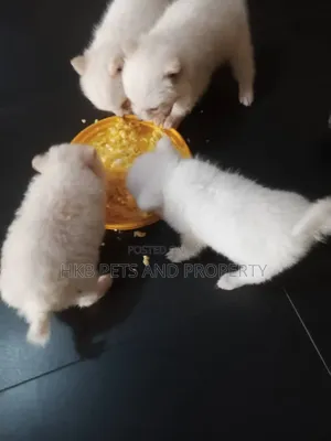1-3 months Female Purebred American Eskimo