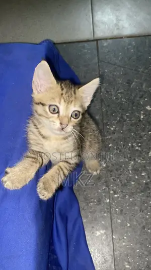 1-3 months Female Purebred Tabby