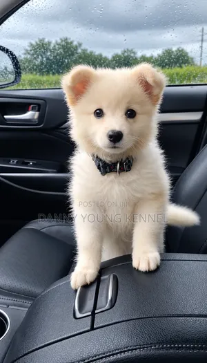 1-3 months Female Purebred American Eskimo