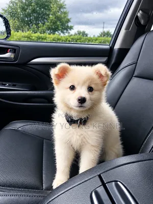 1-3 months Female Purebred American Eskimo