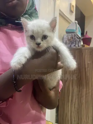 1-3 months Female Mixed Breed Ragdoll