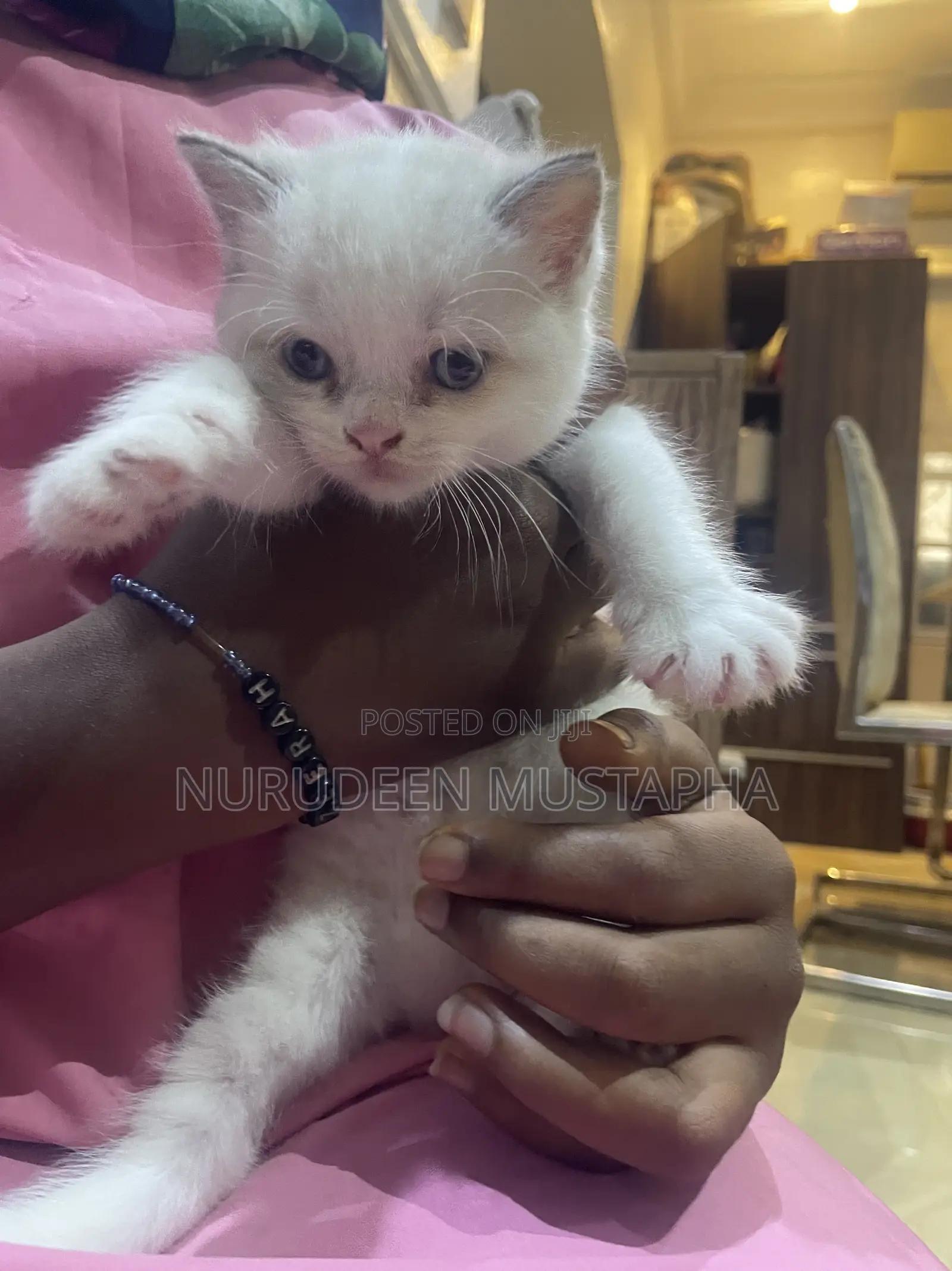 1-3 months Female Mixed Breed Ragdoll