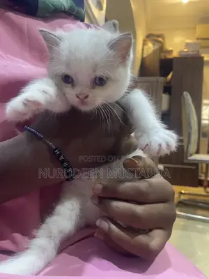 1-3 months Female Mixed Breed Ragdoll