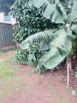 Building and Land