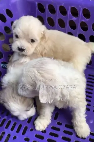 1-3 months Male Purebred Lhasa Apso