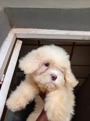 1-3 months Male Purebred Lhasa Apso