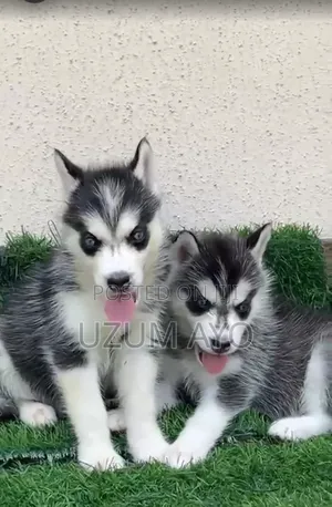 1-3 months Female Purebred Siberian Husky