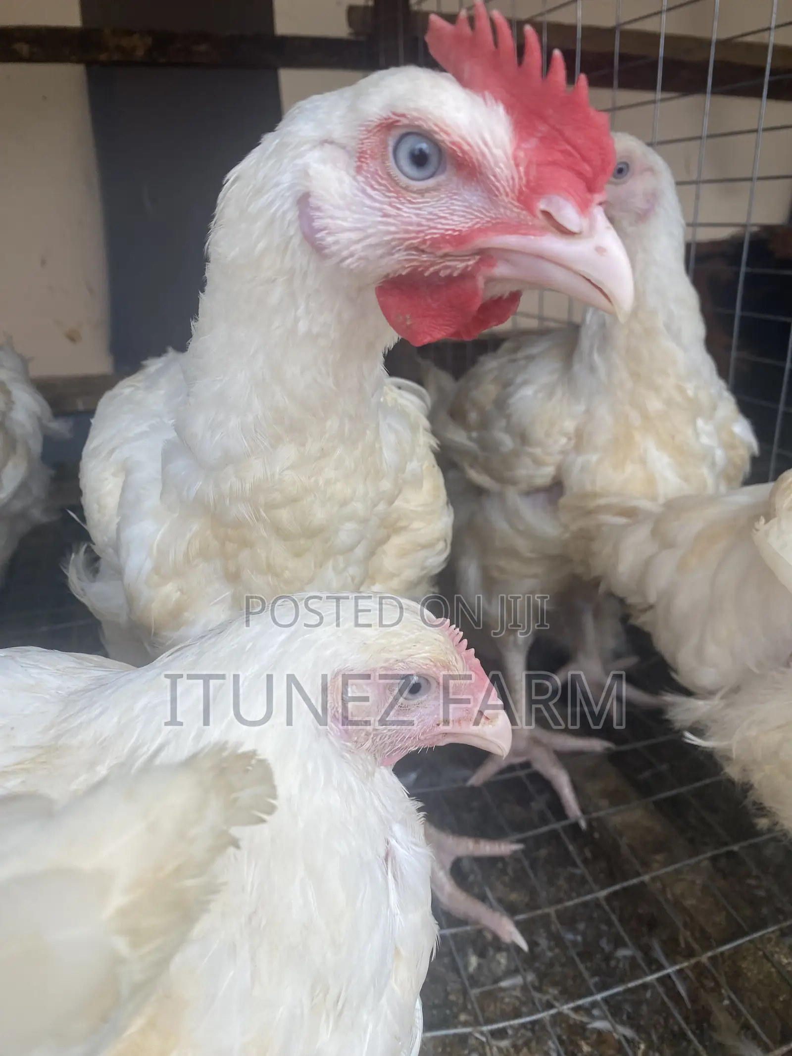 8weeks Above Massive Broiler