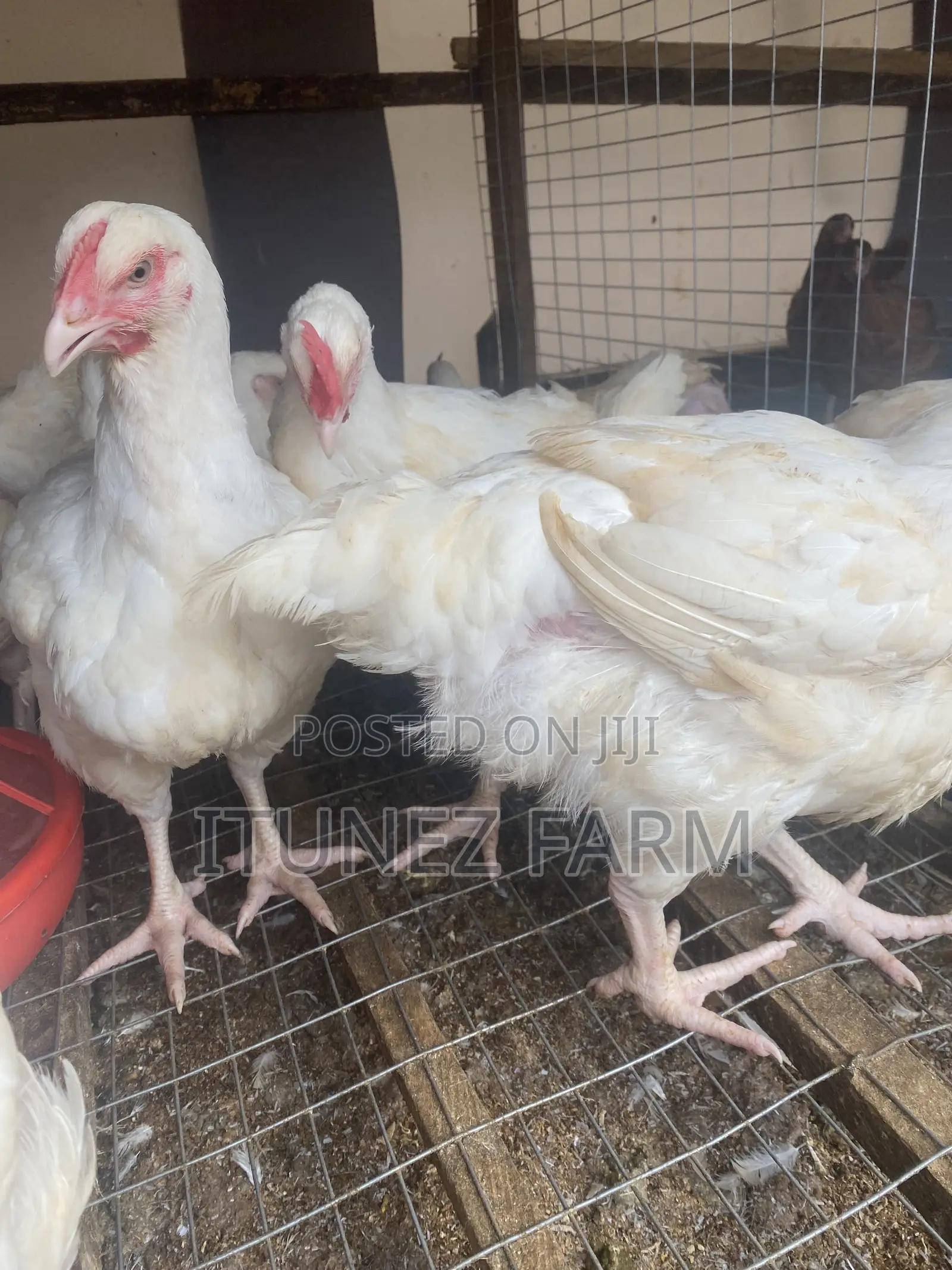 8weeks Above Massive Broiler