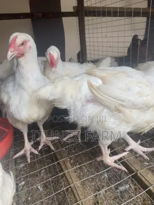 8weeks Above Massive Broiler