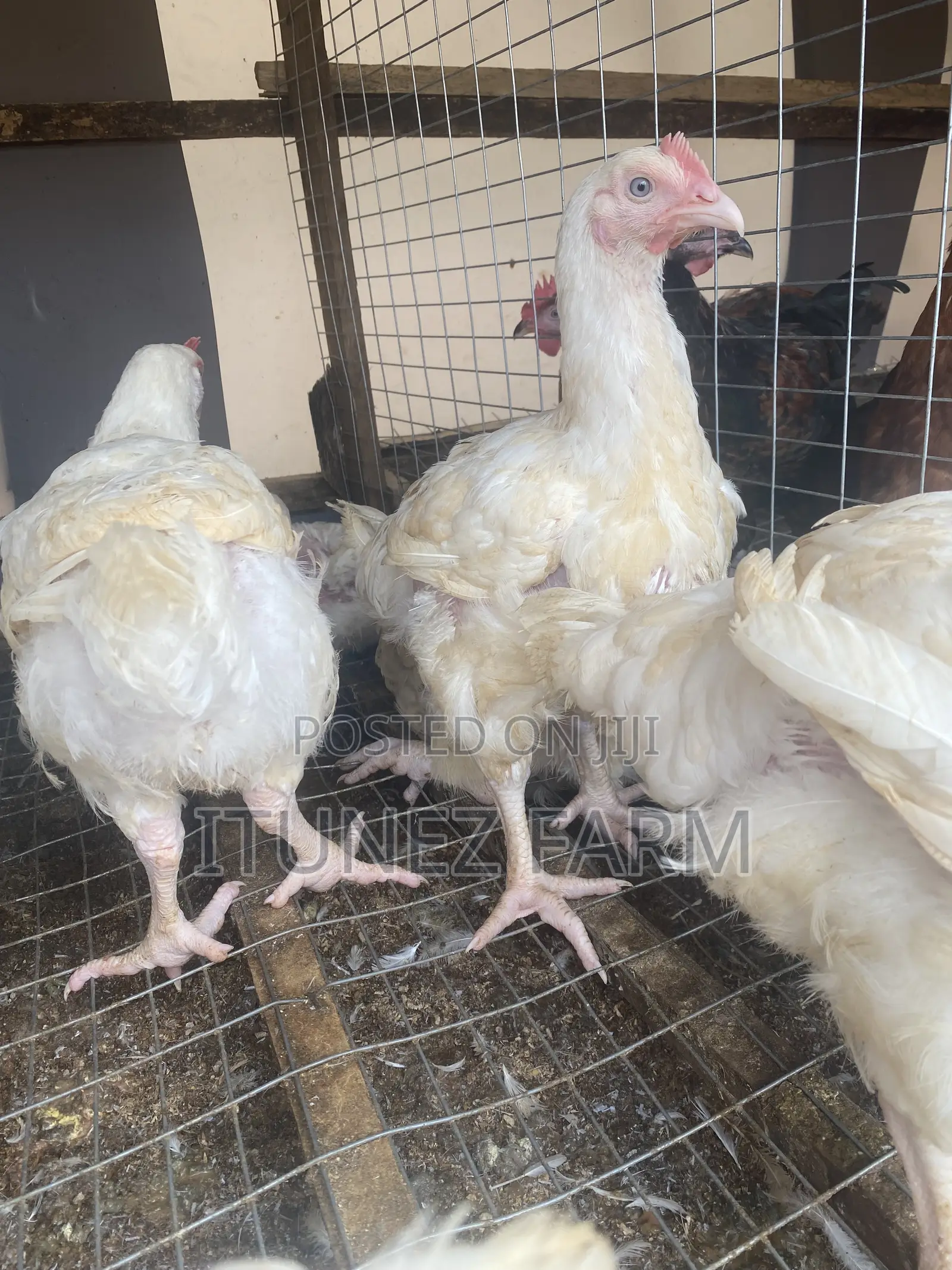 8weeks Above Massive Broiler