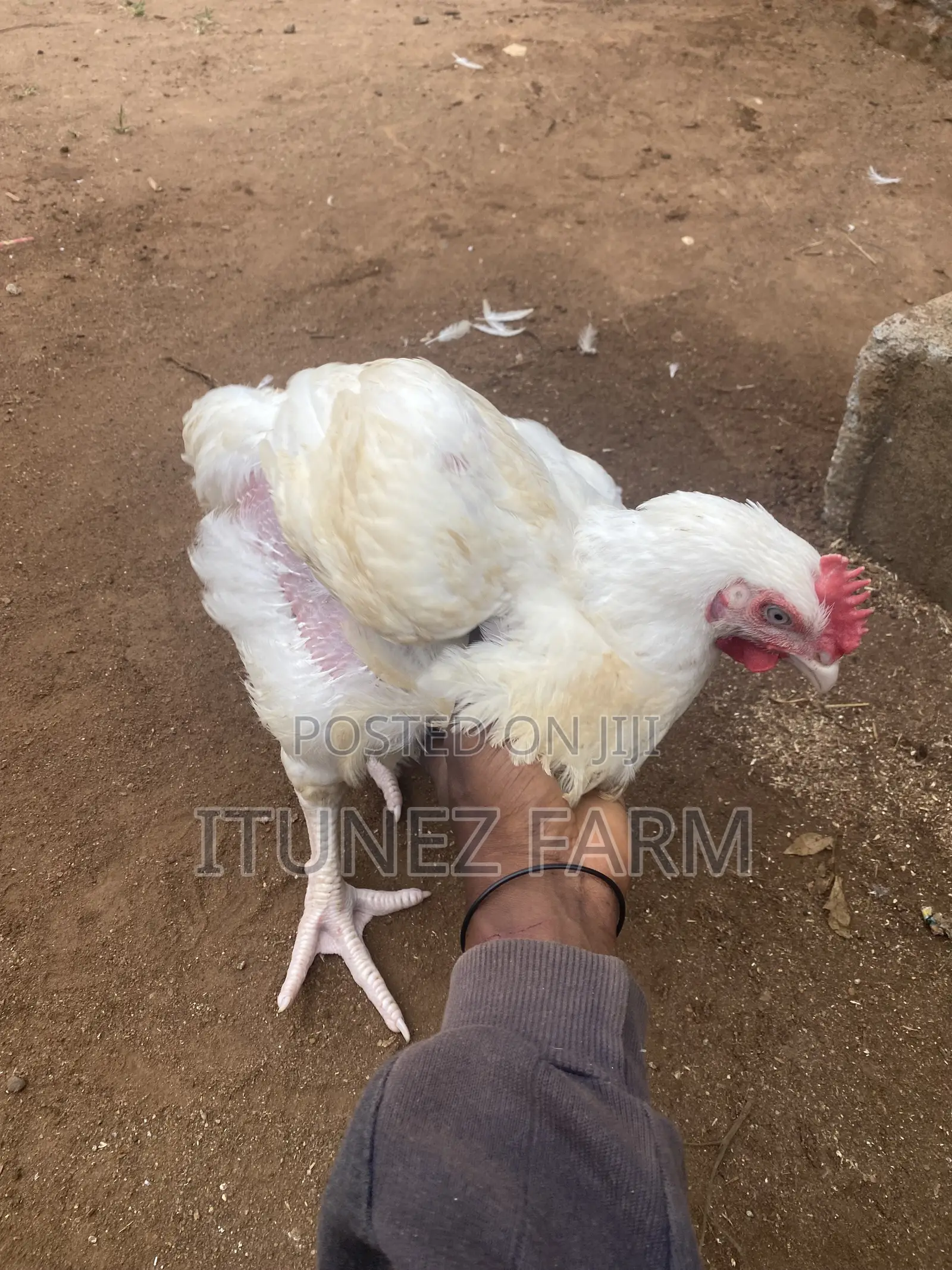 8weeks Above Massive Broiler
