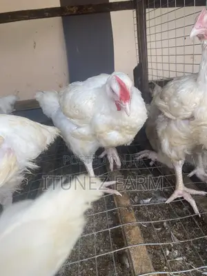 8weeks Above Massive Broiler