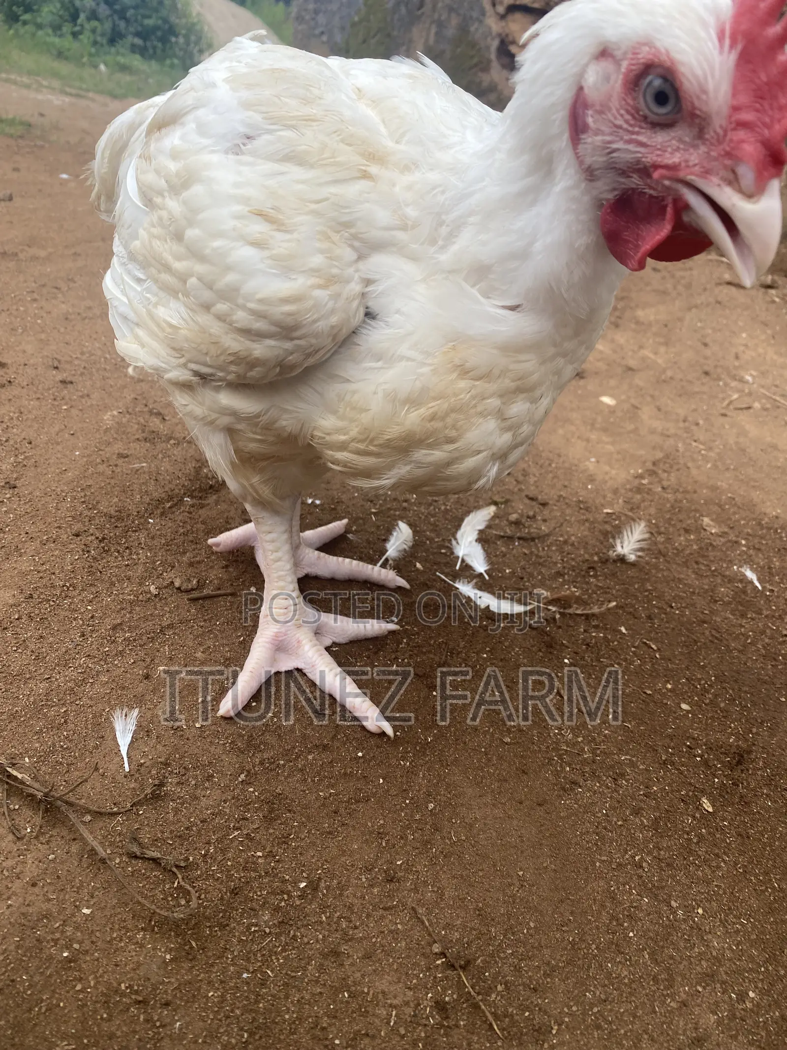 8weeks Above Massive Broiler