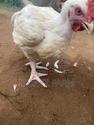 8weeks Above Massive Broiler
