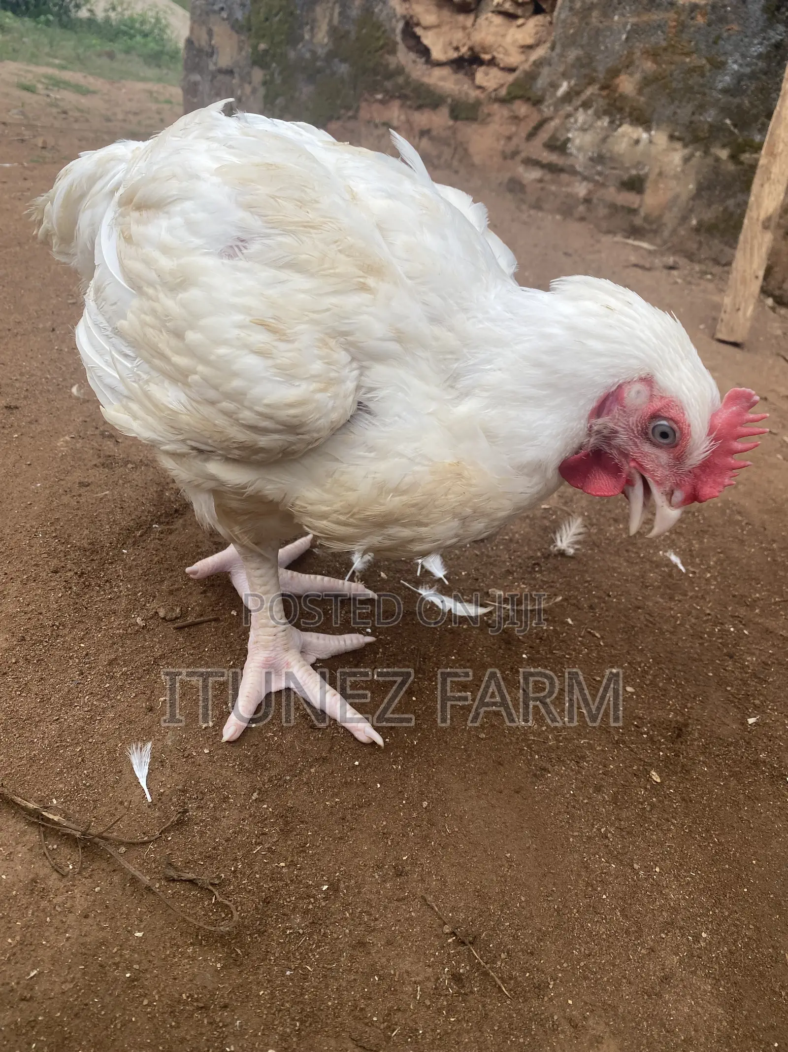 8weeks Above Massive Broiler