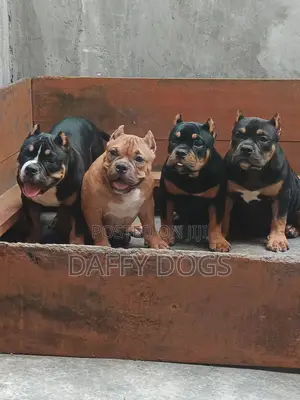 3-6 months Female Purebred American Bully