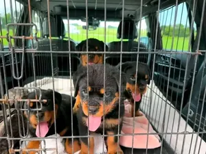 1-3 months Female Purebred Rottweiler
