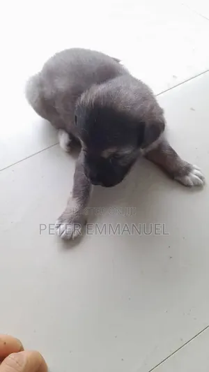 1-3 months Male Mixed Breed German Shepherd