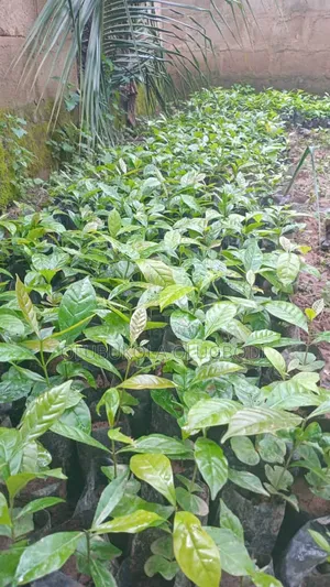 Coffee Seedlings