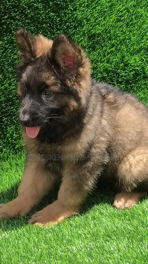 1-3 months Female Purebred German Shepherd