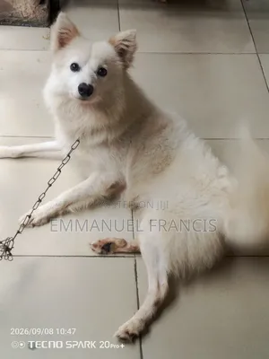 1-3 months Male Purebred American Eskimo