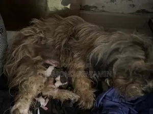 1+ year Female Purebred Lhasa Apso