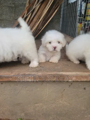 1-3 months Female Purebred Lhasa Apso