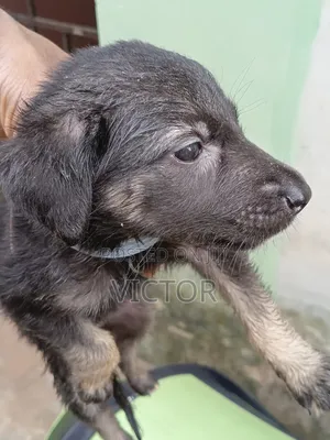 1-3 months Female Purebred German Shepherd