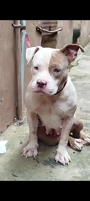 1+ year Female Purebred American Bully