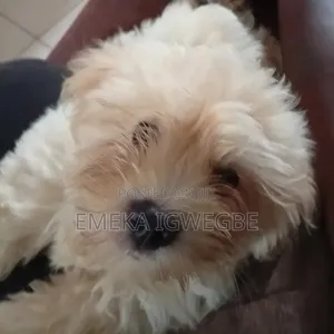0-1 month Female Purebred Lhasa Apso