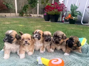 1-3 months Female Purebred Lhasa Apso