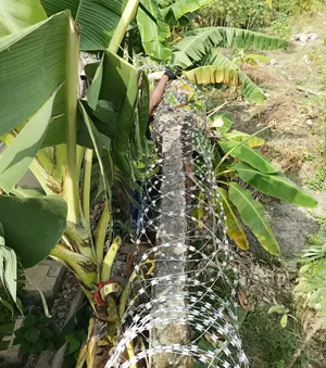 Galvanised Barbed Wires