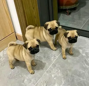 1-3 months Female Purebred Pug
