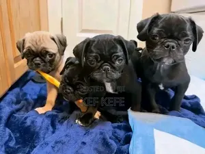 1-3 months Female Purebred Pug
