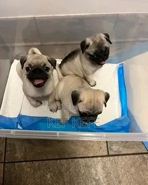 1-3 months Female Purebred Pug