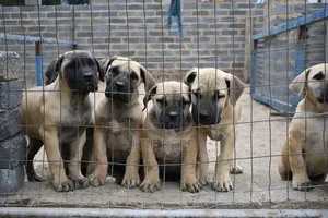 1-3 months Female Purebred Boerboel