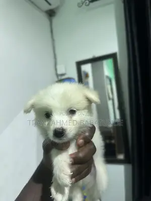 1-3 months Female Purebred American Eskimo