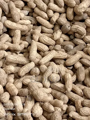 Edo State Fresh Groundnut F