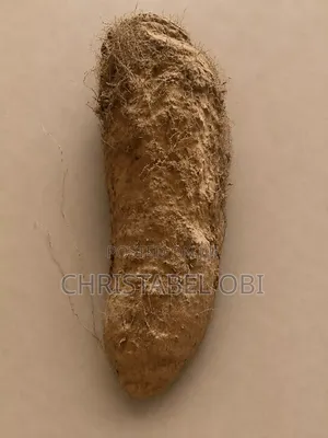 Maigo White Yam