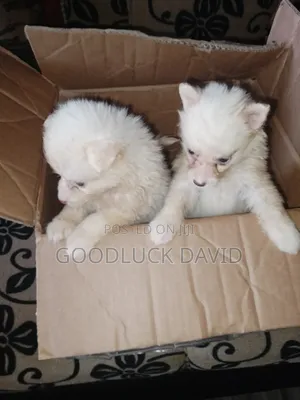 0-1 month Female Purebred American Eskimo
