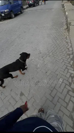 1+ year Male Purebred Rottweiler