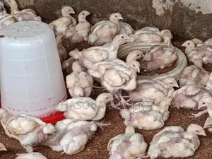 Broilers Birds