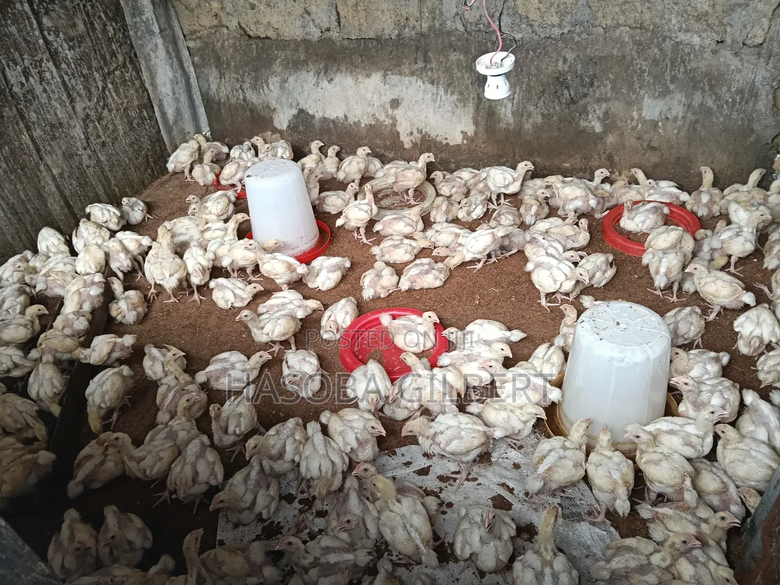 Broilers Birds