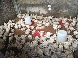 Broilers Birds
