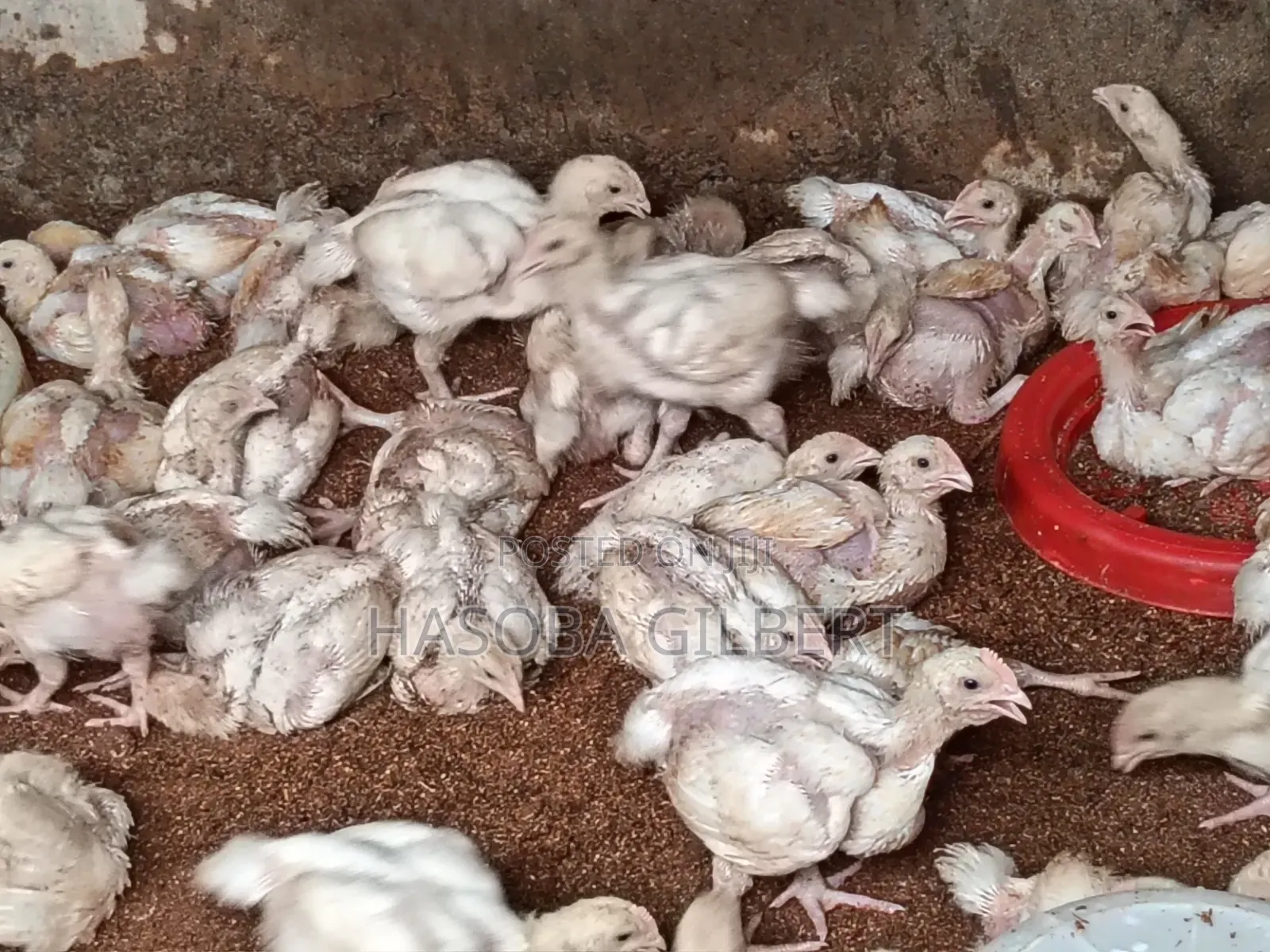 Broilers Birds
